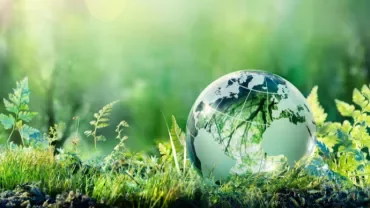 Glass globe reflecting forest, surrounded by green ferns and moss.