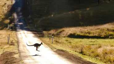 A kangaroo crossing a rural road in the early morning light.