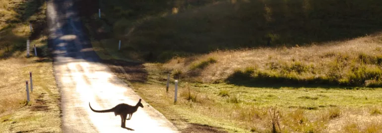 A kangaroo crossing a rural road in the early morning light.