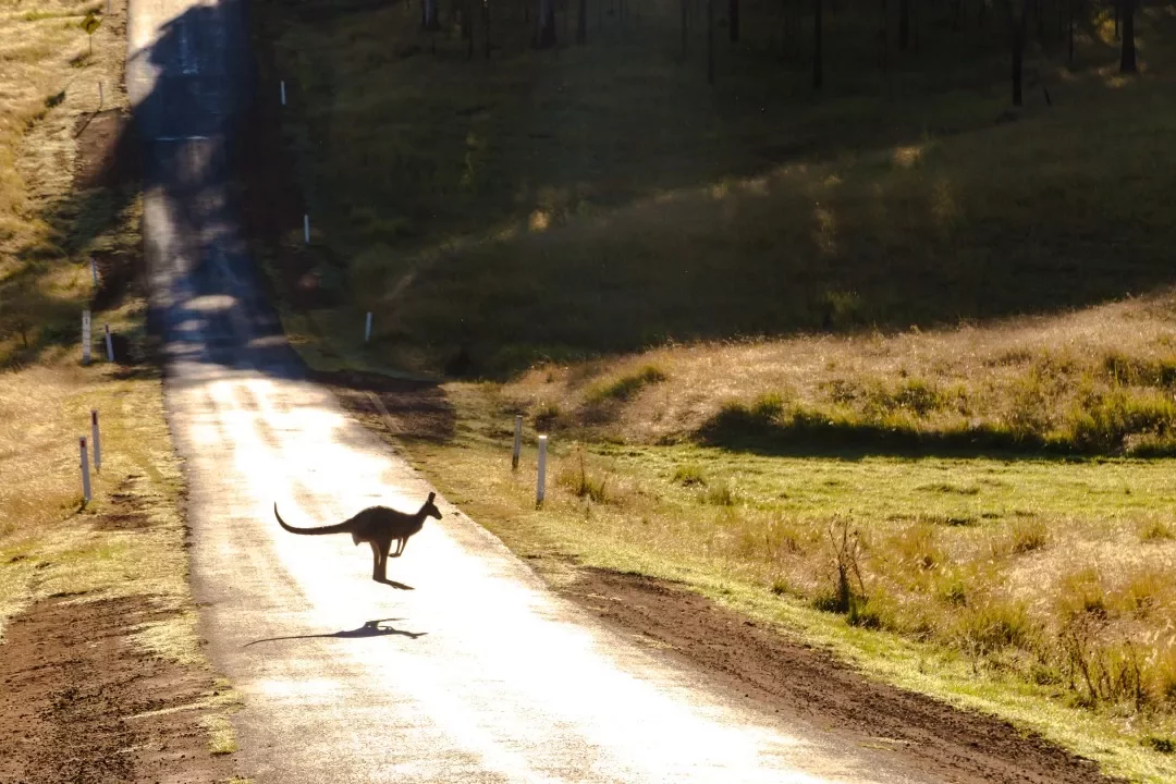 A kangaroo crossing a rural road in the early morning light.